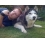 Userbild von Rhapsody
